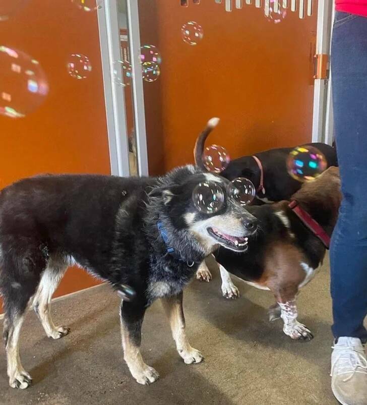 “A dog with bubbles over his eyes”