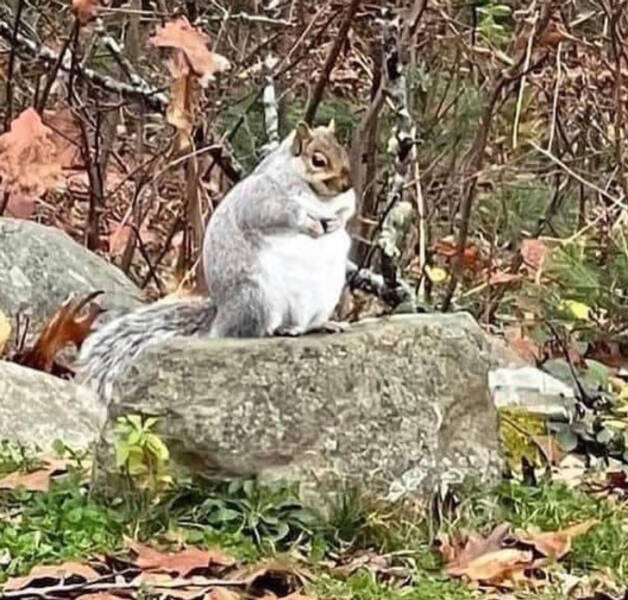 “This unusually large squirrel on my friend’s college campus”