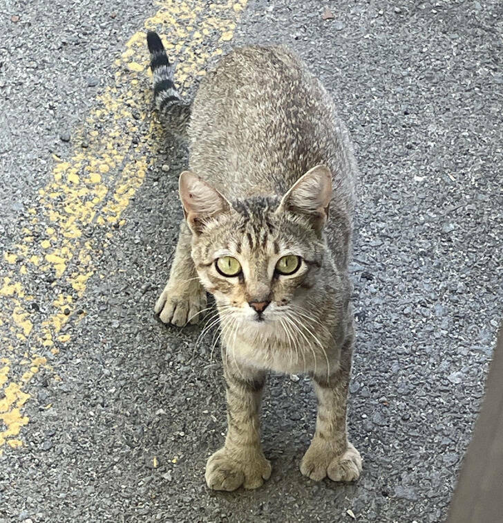 “This cat that lives in the parking lot at my job has extra toes.”