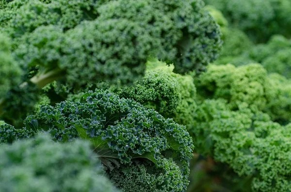 Before the kale fad of 2013, Pizza Hut was one of the largest purchasers of kale. They used it ornamentally to decorate the salad bars.