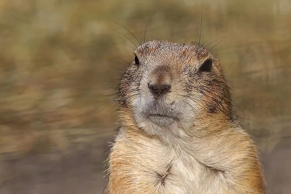 Prairie dogs have such a complex means of communication that they can embed descriptions of predators within their calls, and even have a specific call to describe a man with a gun.