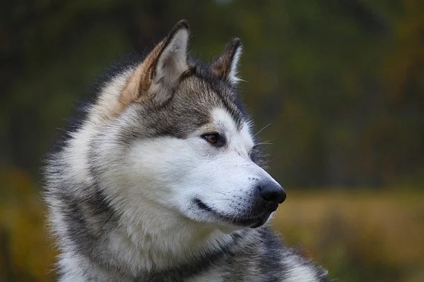 The Alaskan Malamute became the state dog of Alaska after a 3-year campaign and legislative process that started with a kindergartner asking the question, “Why doesn’t Alaska have a state dog.”