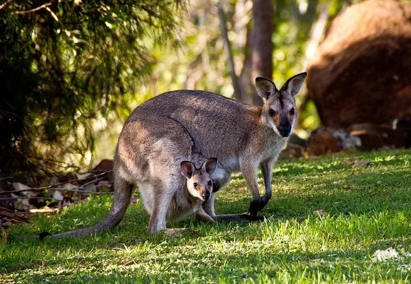 Australian Wallabies have been found to make crop circles in Tasmania after ingesting opium poppies.