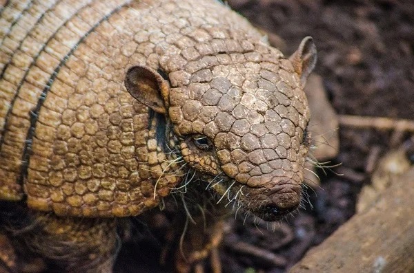 A man in Georgia tried to shoot an armadillo, but the bullet ricocheted off its shell and hit his mother-in-law, injuring her.