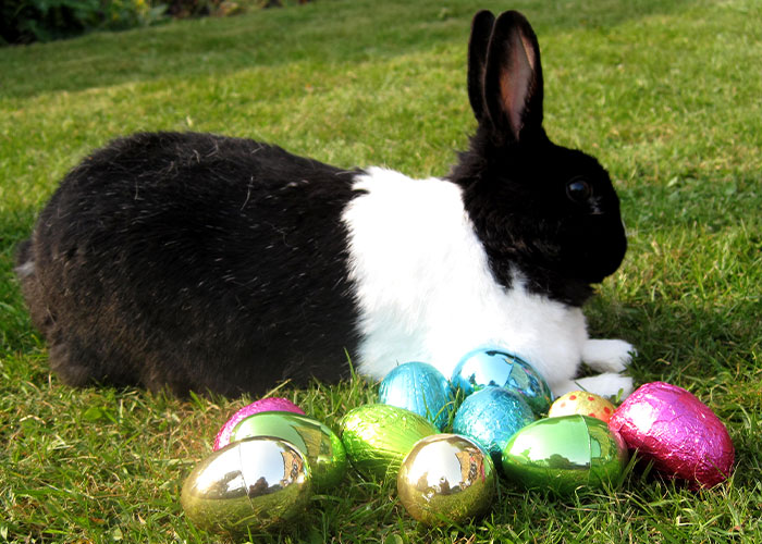 My dad tried to 'kill' the Easter bunny every year. He would literally run out into the yard with his gun and take a few shots. Then he would come back inside grumbling about how he would get him next year.

We thought it was both terrifying and hilarious. I didn't realize how weird it was until I told people about that tradition later in life.