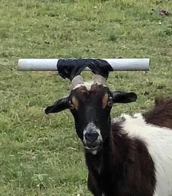 “My dad’s invention — his goat kept getting his horns stuck in the fence.”