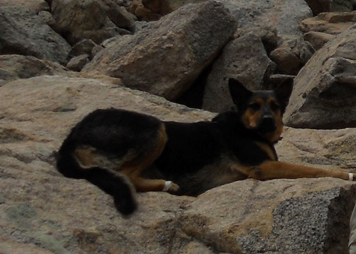 Missy, a 100lb injured dog abandoned by her owner on Mount Bierstadt in Clear Creek County as a storm closed in, found by hikers a few days later who treated her but couldn't rescue her, they posted her location on a climbers' forum and an epic rescue journey began to rescue a dog from a mountain.