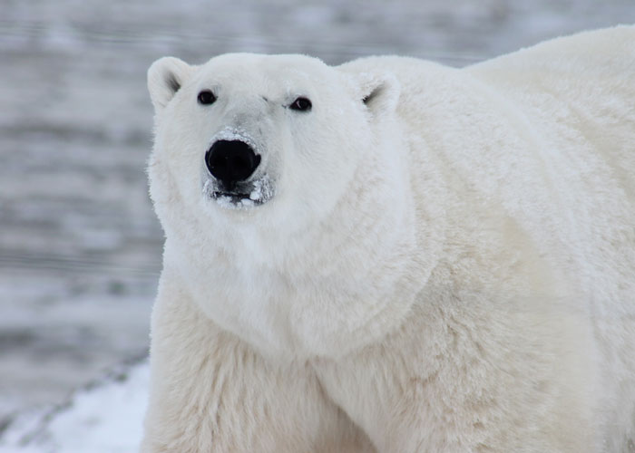 How toxic a polar bear liver actually is. The entire liver contains enough vitamin A to kill as many as 52 adults! If you spread it out and ate just enough to get your RDA every day, that liver would last you 143 years!