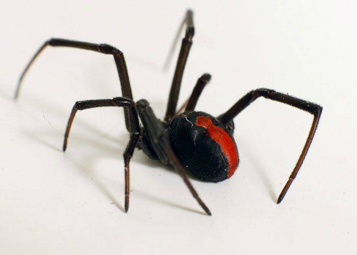 that Black Widow antivenom is made by injecting horses with venom over a period of time. The horse develops antibodies against the venom, then the horse is bled and the antibodies purified for later use.