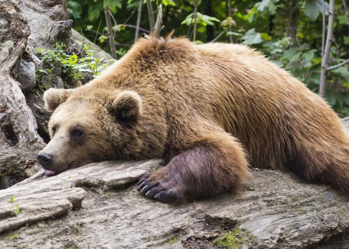 that when bears hibernate, they "hold it in" for almost half a year. This is due to a fecal plug that forms in their lower intestine that prevents them from pooping while hibernating.