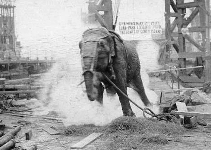 Thomas Edison electrocuted dogs, cats, cows, horses, and an elephant in an attempt to discredit Nikola Tesla's work with AC electricity.