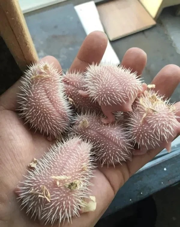 “Newborn hedgehog puppies”