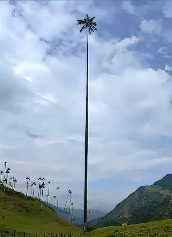 “The tallest palm tree in the world is in Colombia, reaching 60 meters in height. It has been able to withstand strong winds.”