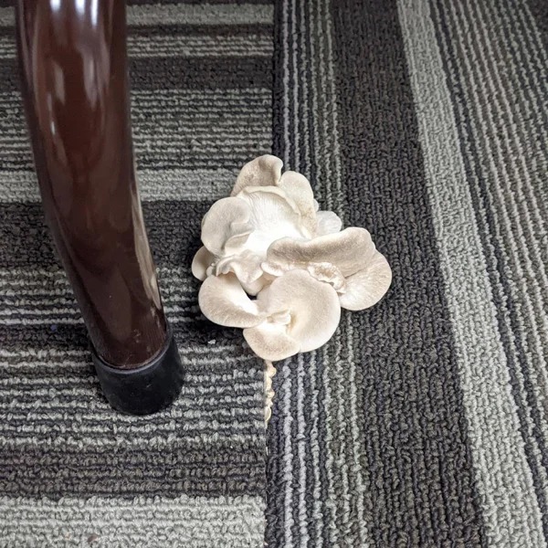 “Mushrooms growing through the conference room floor”