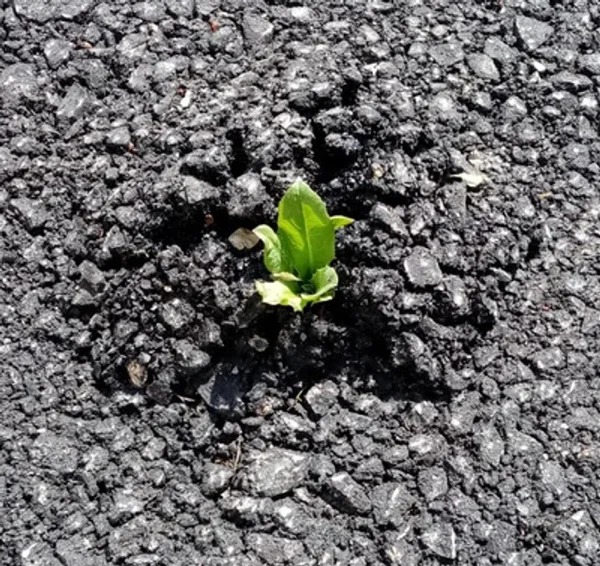 “I found a little fella growing in my school’s parking lot.”