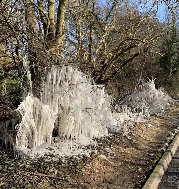 “Cars splashing a puddle onto the tree in the cold temperatures caused this weird icicle effect.”