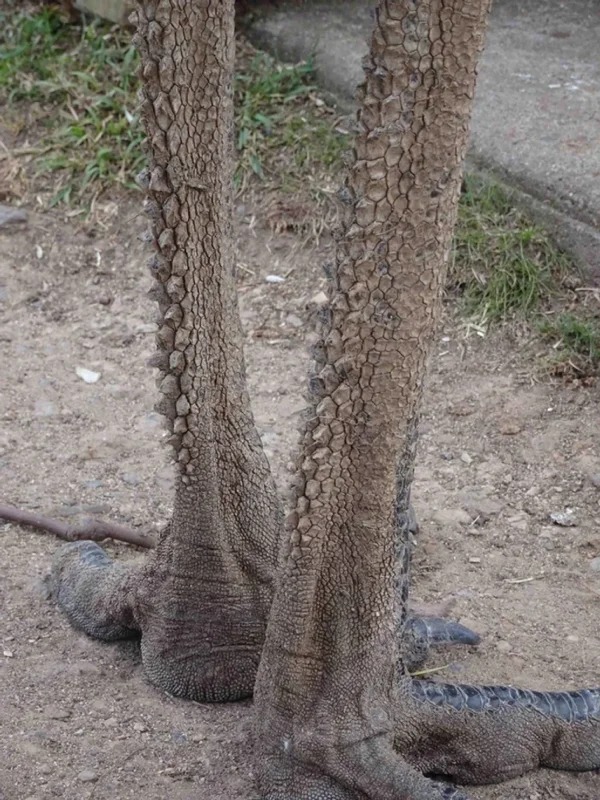 “The back of an emu’s legs are (sometimes) covered in dragon scales.”