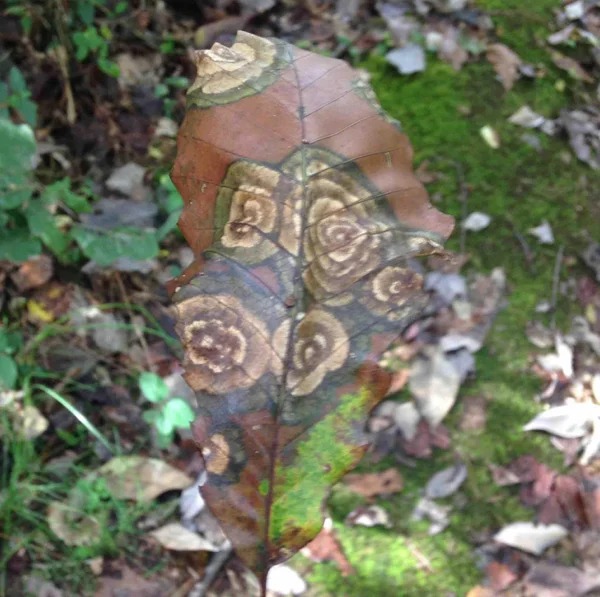 “I found this the other day while camping. It’s like nature painted on a leaf.”