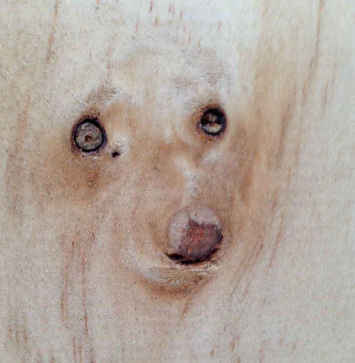 “The knots in the wood look like a dog.”