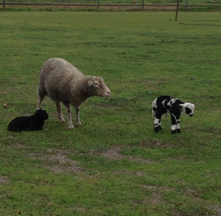 “This lamb looks like a cow.”