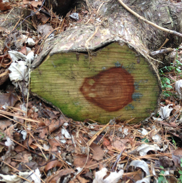 “This log in my backyard kind of looks like an avocado.”