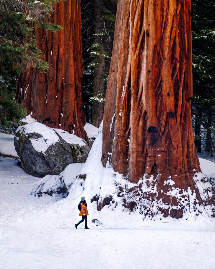 “I went to the Sequoia National Park and captured the gigantic trees.”