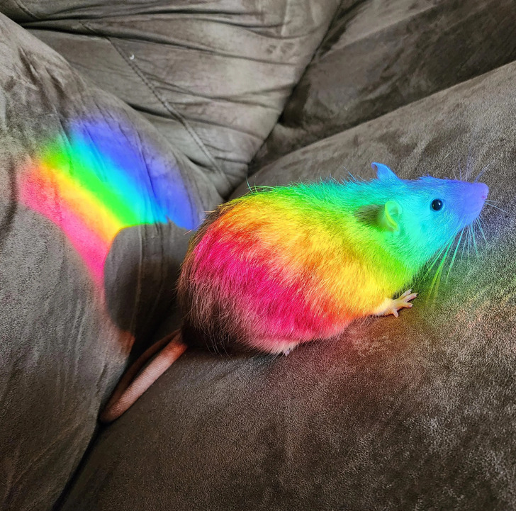 “My handsome man in a rainbow spot”