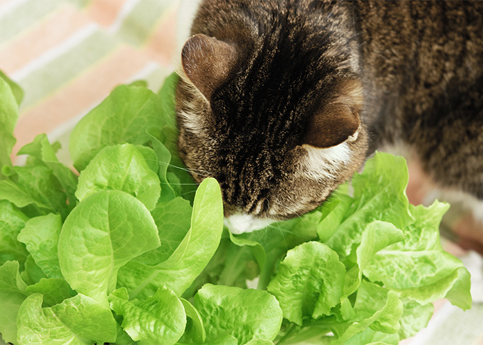 That carnivorous pets can live healthily on a vegan diet.