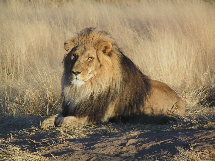 Kings of the jungle, lions once ruled the continent of Africa and were even present on the European continent, before they were driven out. According to official records, lions are extinct not only in Europe but also in 26 African countries. It’s sad to imagine how much of the lion population has been wipped out.