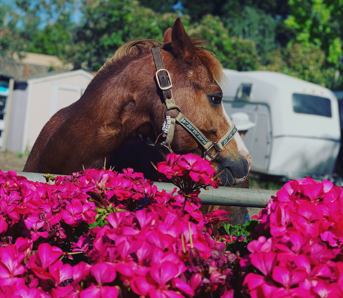 While Australia is a place of weird animals that seem to be scary and dangerous, the most dangerous animal in the land down under is a horse. Between 2008 and 2017, 77 people were slain in Australia by horses and cows.