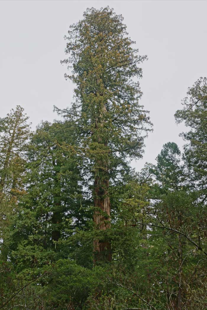 Sequoia sempervirens, found in California's Redwood National Park, is the tallest tree still standing. The coast redwood, known as Hyperion, was found by Chris Atkins and Michael Taylor on August 25, 2006, and, in an effort to preserve it, its exact location is kept a closely-guarded secret.