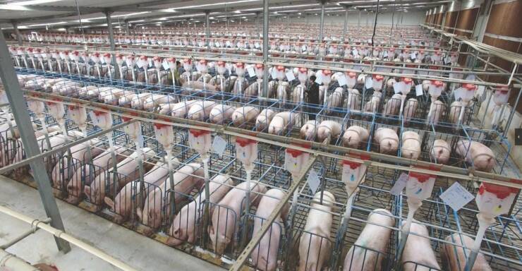 "Inside view of the world’s largest pig farm/slaughterhouse in Hubei, China"