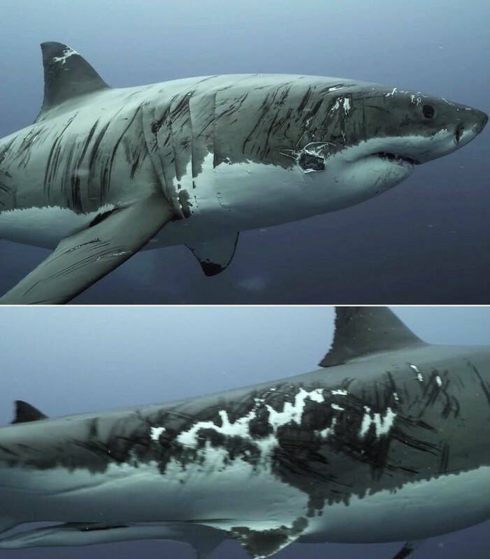 fascinating photos - white shark