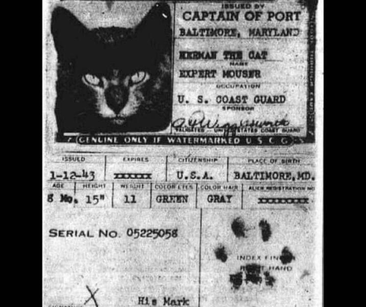 fascinating photos - herman the cat us coast guard - Issued 11243 Expires Issued By Captain Of Port Baltimore, Maryland Kerman The Cat Nare Expert Mouser Gecupation U.S. Coast Guard Sponsor Viswate States Comey Sun Genuine Only If Watermarked U Scg 22.0 A