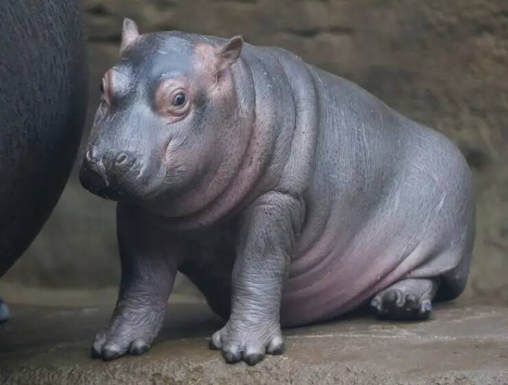 This is what a newborn baby hippo looks like: