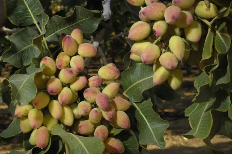 This is what a pistachio looks like before it's harvested and becomes the delicious nut we know and love: