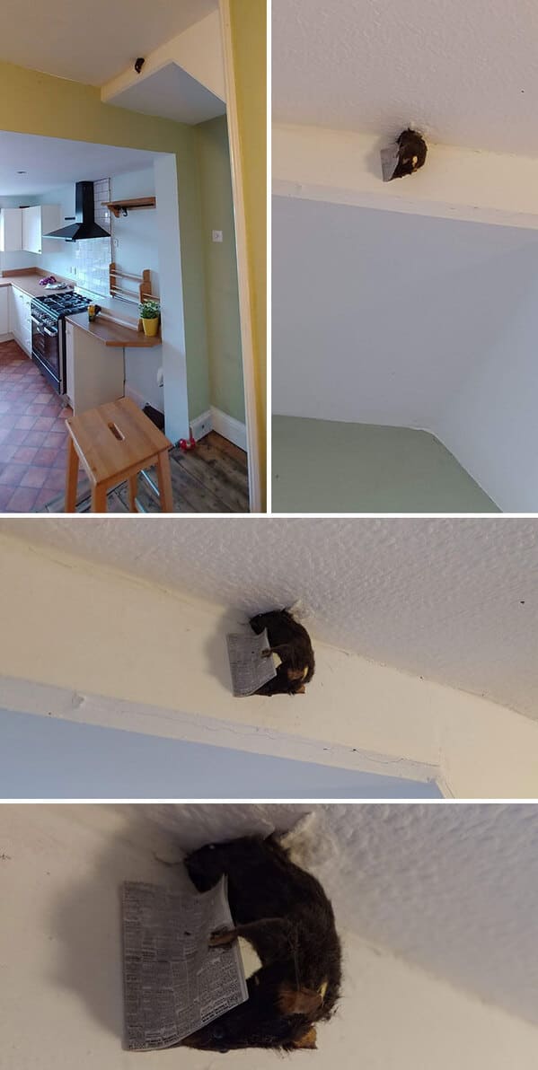 “We Recently Started Renting A New House, Not Sure What To Make Of This”