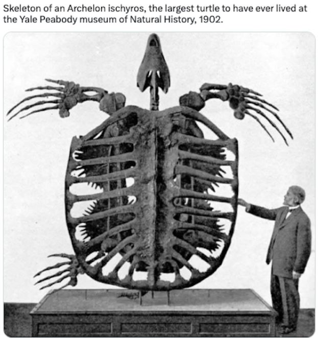 40 Photos From History Not Many Have Seen.