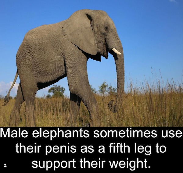 elephants and mammoths - Male elephants sometimes use their penis as a fifth leg to support their weight.