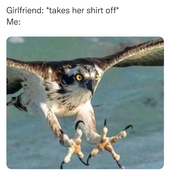 spicy memes - osprey bird talons  Girlfriend takes her shirt off Me