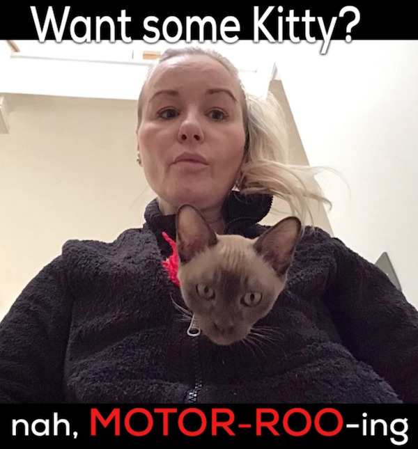 photo caption - Want some Kitty? nah, MotorRooing