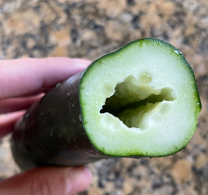 “Hollow cucumber”