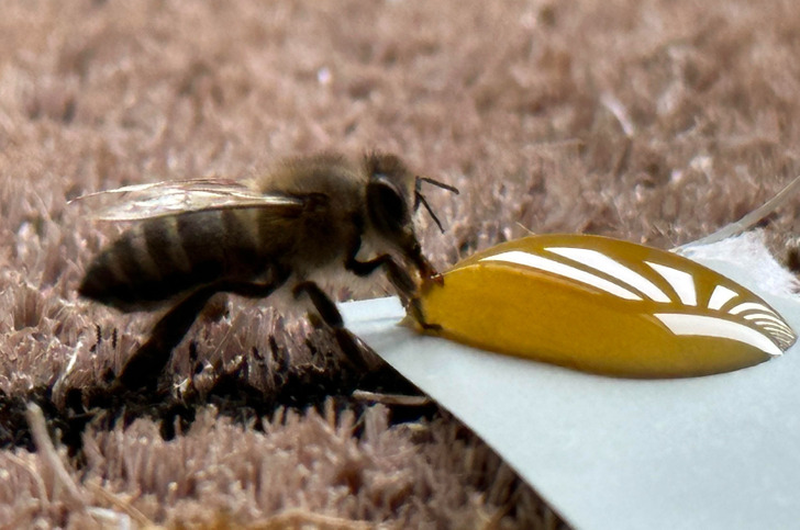 “There was a bee in the bathroom this morning. It looked exhausted so I fed it some honey.”