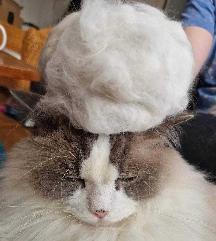 “The amount of hair after I brushed my cat”