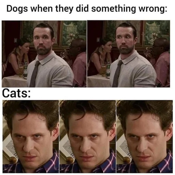 relatable memes and pics - Internet meme - Dogs when they did something wrong Cats