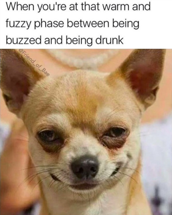 relatable memes and pics - chihuahua on weed - When you're at that warm and fuzzy phase between being buzzed and being drunk Friend_of_Bae