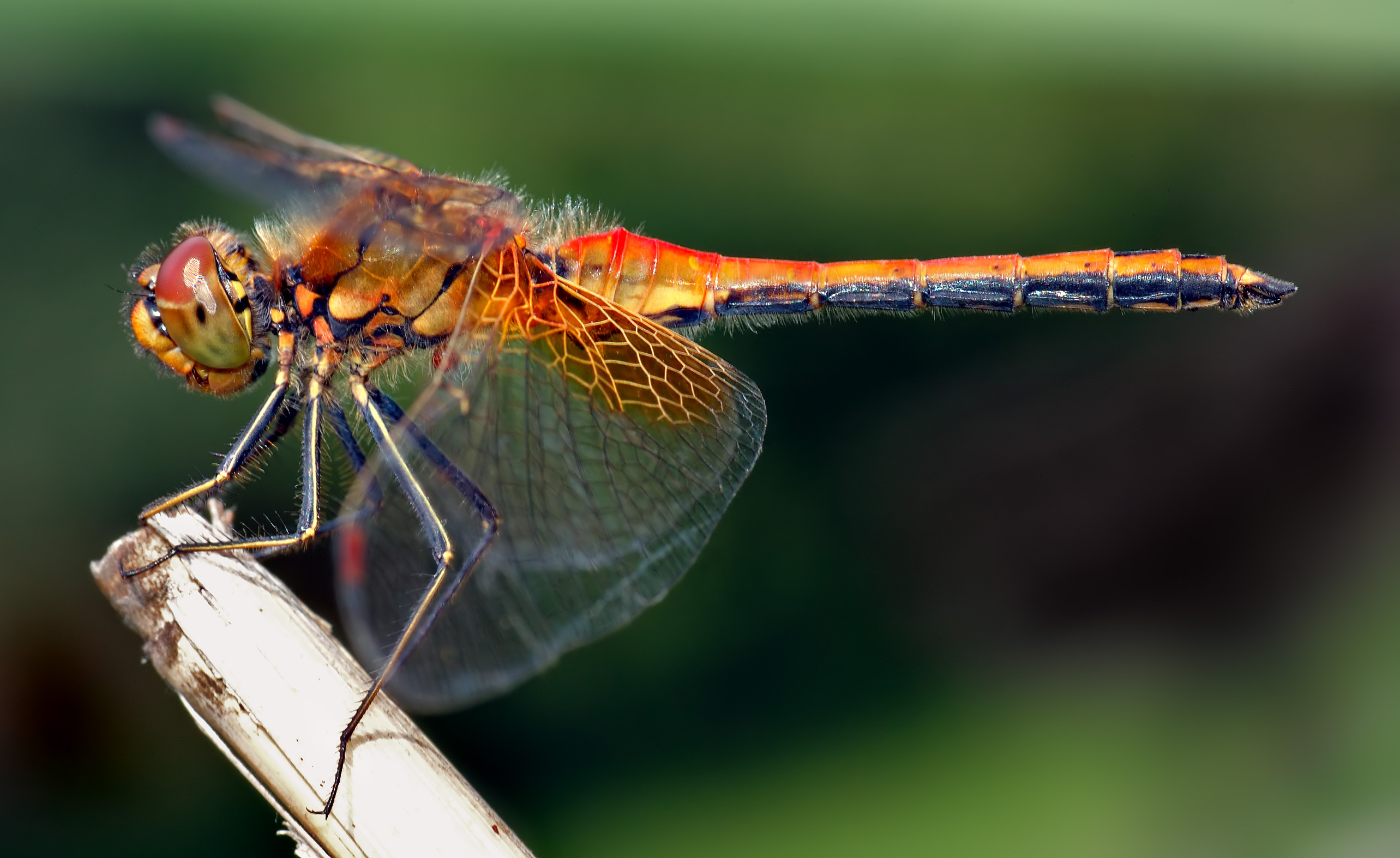 "Dragonflies have a 95% hunt success rate. Making them the most effective hunters in the world."