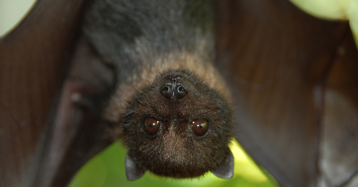 "20% of the mammal species on our planet are different types of bats. There are about 5000 species of mammals, and about 1000 of them are varieties of our little winged buddies."