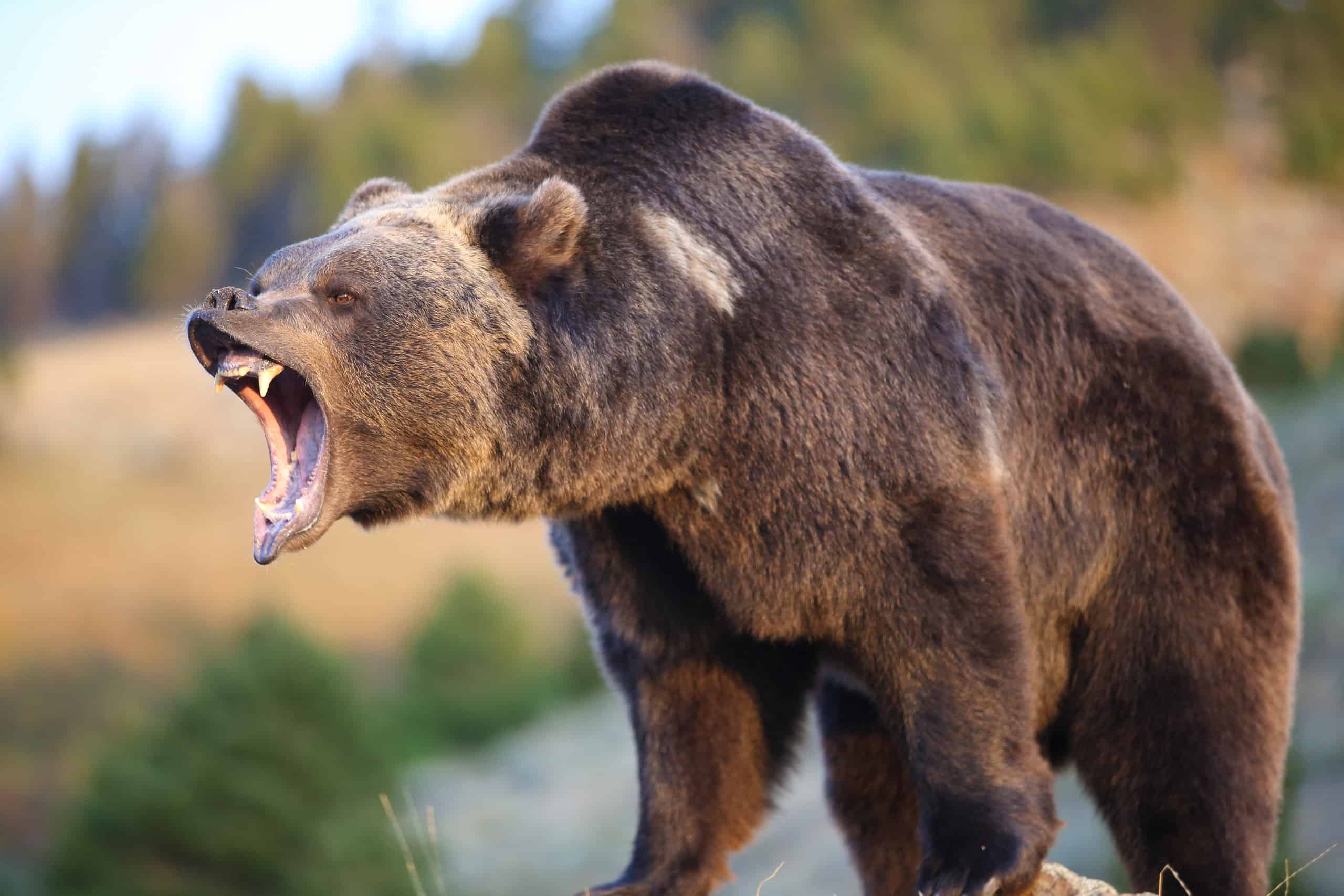 "A full 6 percent of Americans reckon they could beat a grizzly bear in unarmed combat.