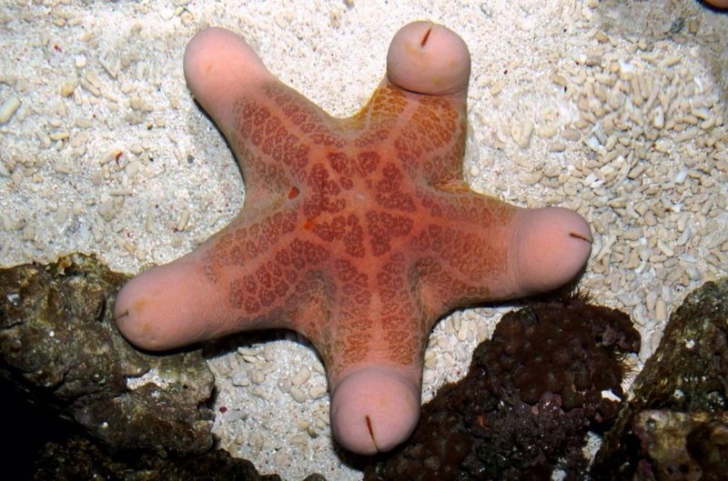 Australian sea star called a Choriaster